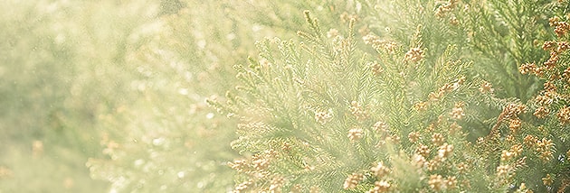 花粉症 イメージ